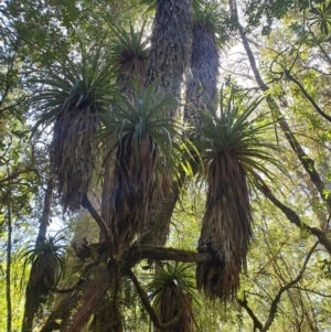 Richea pandanifolia at Southwest, TAS - 21 Jan 2024