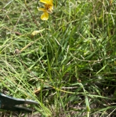 Goodenia pinnatifida (Scrambled Eggs) at Aranda, ACT - 3 Feb 2024 by Sheridan.maher