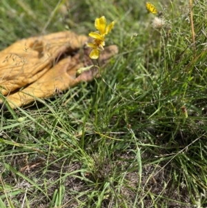 Goodenia pinnatifida at Aranda Bushland - 4 Feb 2024 10:00 AM