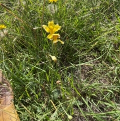 Goodenia pinnatifida at Aranda Bushland - 4 Feb 2024