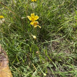 Goodenia pinnatifida at Aranda Bushland - 4 Feb 2024