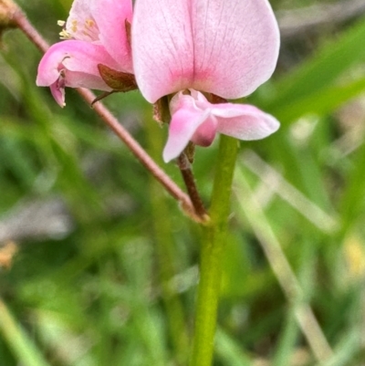 Grona varians (Slender Tick-Trefoil) at QPRC LGA - 4 Feb 2024 by Safarigirl