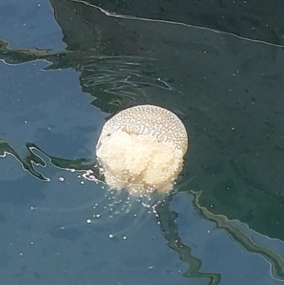 Unverified Jellyfish or Hydroid  at Sydney, NSW - 4 Feb 2024 by RobCook