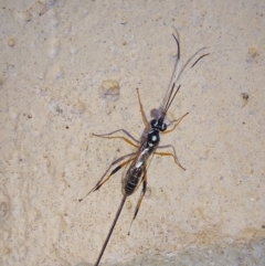 Ichneumonidae (family) (Unidentified ichneumon wasp) at Albury - 27 Jan 2024 by RobCook