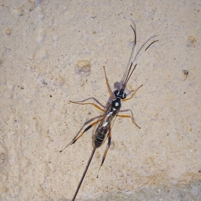 Unidentified Wasp (Hymenoptera, Apocrita) at Wirlinga, NSW - 27 Jan 2024 by RobCook