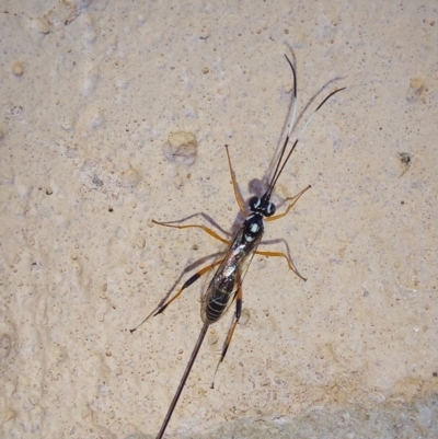 Ichneumonidae (family) (Unidentified ichneumon wasp) at Albury - 27 Jan 2024 by RobCook