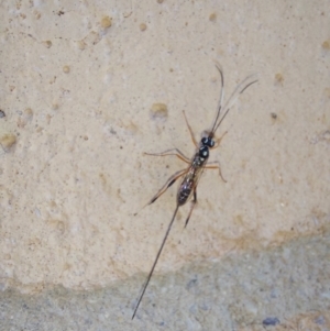 Ichneumonidae (family) at Albury - 27 Jan 2024 06:18 PM