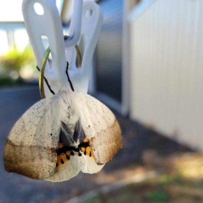 Gastrophora henricaria (Fallen-bark Looper, Beautiful Leaf Moth) at Sutton, NSW - 4 Feb 2024 by BarbB