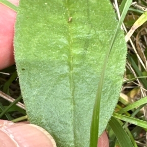 Hackelia suaveolens at Yarralumla, ACT - 4 Feb 2024