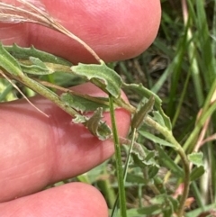 Epilobium billardiereanum subsp. cinereum (Hairy Willow Herb) at Yarralumla, ACT - 4 Feb 2024 by lbradley