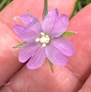 Epilobium billardiereanum subsp. cinereum at Yarralumla, ACT - 4 Feb 2024 02:14 PM