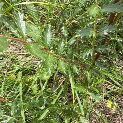 Acaena x ovina (Sheep's Burr) at Yarralumla, ACT - 4 Feb 2024 by lbradley