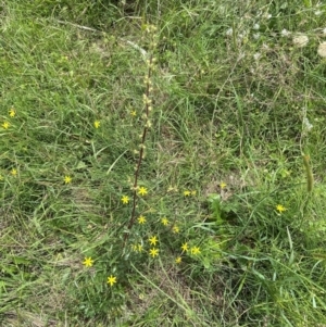 Acaena x ovina at Aranda Bushland - 4 Feb 2024