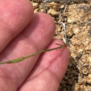 Wahlenbergia sp. at Yarralumla, ACT - 4 Feb 2024 02:29 PM