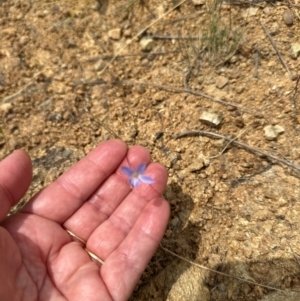 Wahlenbergia sp. at Yarralumla, ACT - 4 Feb 2024