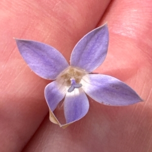 Wahlenbergia sp. at Yarralumla, ACT - 4 Feb 2024