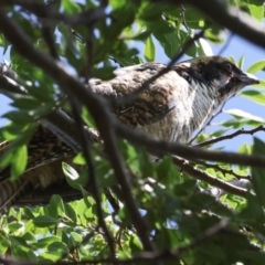 Eudynamys orientalis (Pacific Koel) at Higgins, ACT - 2 Feb 2024 by AlisonMilton