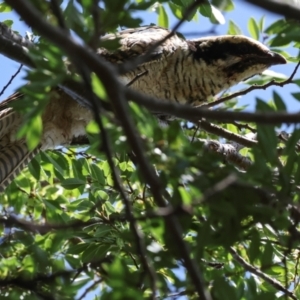 Eudynamys orientalis at Higgins, ACT - 3 Feb 2024