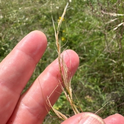 Austrostipa bigeniculata (Kneed Speargrass) at Yarralumla, ACT - 4 Feb 2024 by lbradley