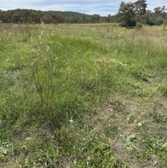 Austrostipa bigeniculata at Yarralumla, ACT - 4 Feb 2024