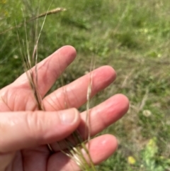 Austrostipa bigeniculata at Yarralumla, ACT - 4 Feb 2024