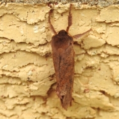 Elhamma australasiae (A Swift or Ghost moth (Hepialidae)) at Wanniassa, ACT - 4 Feb 2024 by JohnBundock