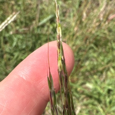 Bothriochloa macra (Red Grass, Red-leg Grass) at Yarralumla, ACT - 4 Feb 2024 by lbradley