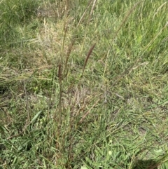 Bothriochloa macra at Aranda Bushland - 4 Feb 2024