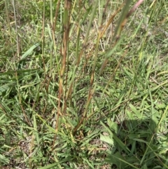 Bothriochloa macra at Yarralumla, ACT - 4 Feb 2024 02:45 PM