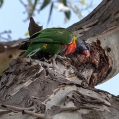 Trichoglossus moluccanus (Rainbow Lorikeet) at Higgins Woodland - 4 Feb 2024 by Untidy