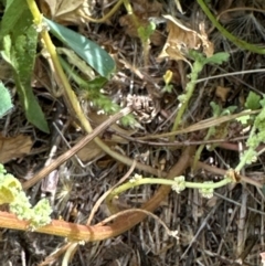 Dysphania pumilio (Small Crumbweed) at Aranda Bushland - 4 Feb 2024 by lbradley