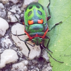 Scutiphora pedicellata (Metallic Jewel Bug) at Chapman, ACT - 1 Feb 2024 by BarrieR