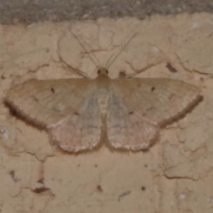Scopula (genus) at Wanniassa, ACT - 3 Feb 2024