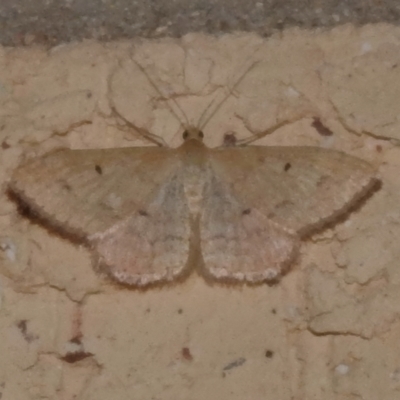 Scopula (genus) (A wave moth) at Wanniassa, ACT - 3 Feb 2024 by JohnBundock