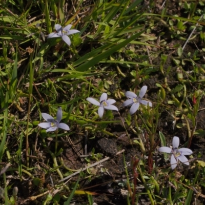 Isotoma fluviatilis subsp. australis (Swamp Isotome) at Mount Taylor - 1 Feb 2024 by BarrieR