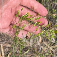 Senecio quadridentatus at Wanniassa Hill - 4 Feb 2024