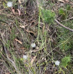 Senecio quadridentatus at Wanniassa Hill - 4 Feb 2024 02:28 PM