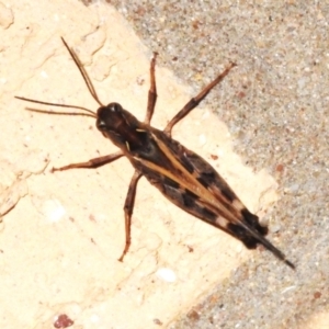 Oedaleus australis at Wanniassa, ACT - 3 Feb 2024