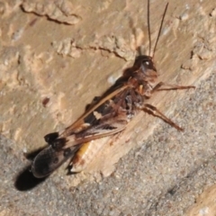 Oedaleus australis at Wanniassa, ACT - 3 Feb 2024