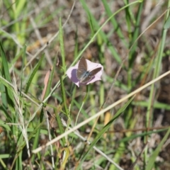 Zizina otis (Common Grass-Blue) at Griffith Woodland - 10 Jan 2024 by BrendanG