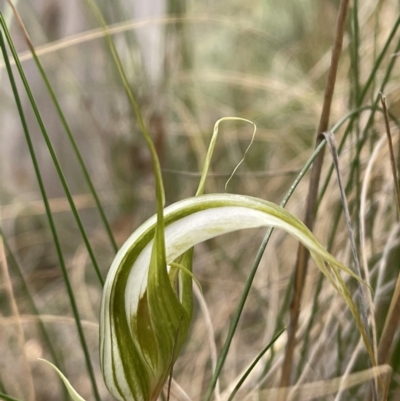 Diplodium ampliatum (Large Autumn Greenhood) at Wanniassa Hill - 4 Feb 2024 by BenHarvey