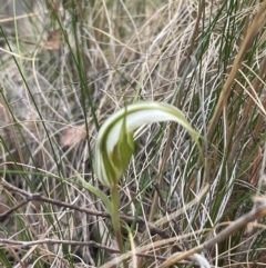 Diplodium ampliatum at Wanniassa Hill - 4 Feb 2024