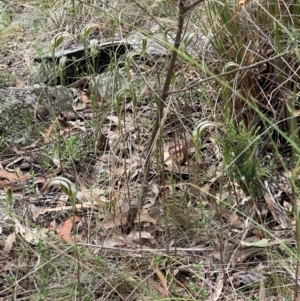 Diplodium ampliatum at Wanniassa Hill - suppressed