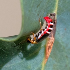 Carphurus sp. (genus) (Soft-winged flower beetle) at Higgins Woodland - 3 Feb 2024 by Untidy