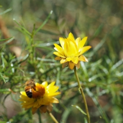 Apis mellifera (European honey bee) at Griffith, ACT - 10 Jan 2024 by BrendanG