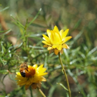 Apis mellifera (European honey bee) at Griffith Woodland - 10 Jan 2024 by BrendanG