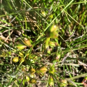 Juncus homalocaulis at Hall, ACT - 22 Jan 2024 10:26 AM