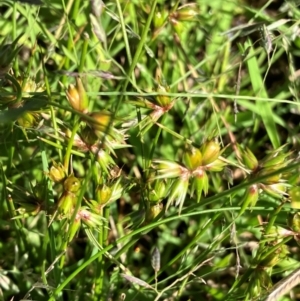 Juncus homalocaulis at Hall, ACT - 22 Jan 2024 10:26 AM