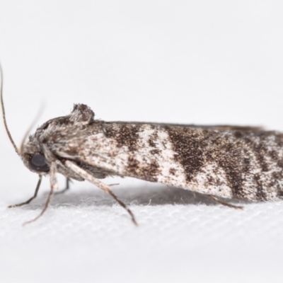 Lepidoscia (genus) ADULT (A Case moth) at Jerrabomberra, NSW - 3 Feb 2024 by DianneClarke