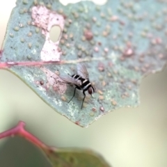 Trigonospila sp. (genus) (A Bristle Fly) at Higgins, ACT - 3 Feb 2024 by Untidy